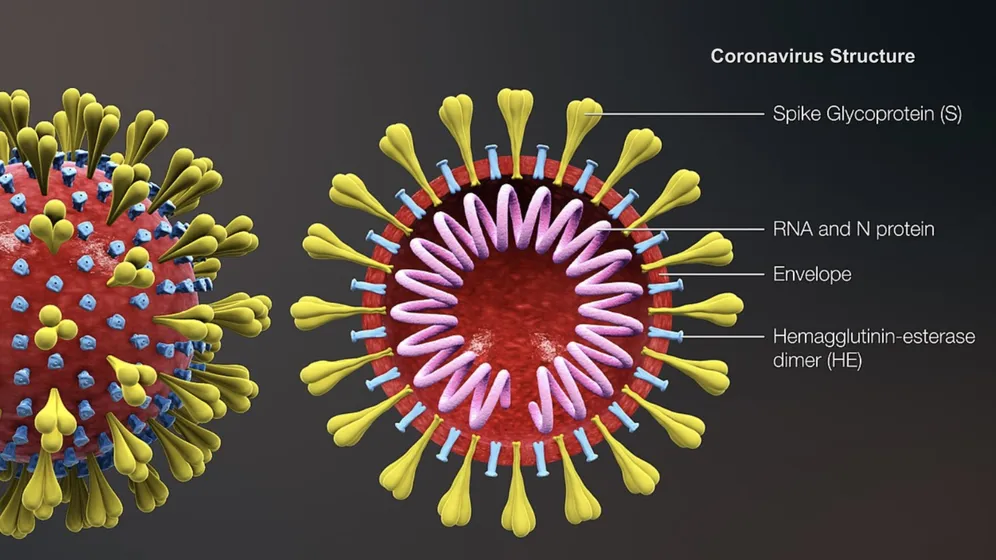 About corona virus